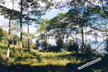 Rudraksha Forest