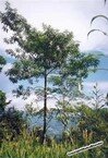 Rudraksha Tree