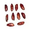 Rudraksha Seeds
