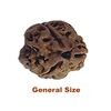 3 mukhi rudraksha general