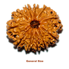 Genral size 11 mukhi