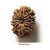 small size 11 mukhi