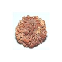 Nirakar rudraksha