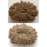 Twenty mukhi