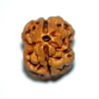 Nepali Two mukhi