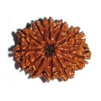 Eleven Mukhi Rudraksha