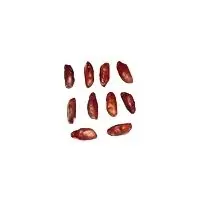 Rudraksha Seeds