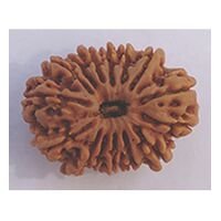 Fifteen Mukhi Rudraksha