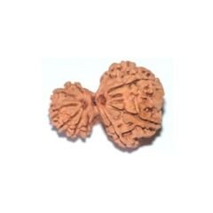 Gauri ganesh rudraksha