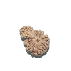 savar rudraksha