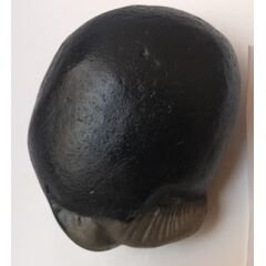 Shree Golden kurma Shaligram