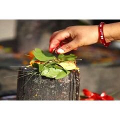 Offering Belpatra Leaf to Lord Shiva