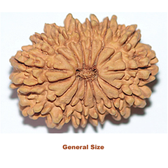 15 mukhi rudrksha general