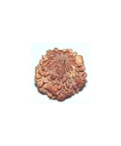 Nirakar rudraksha
