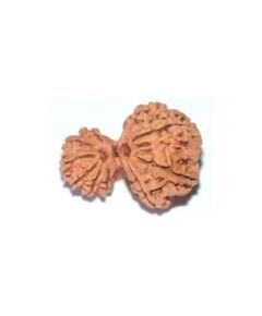 Gauri ganesh rudraksha