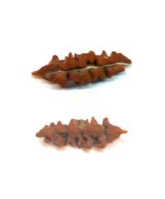 Rare Nepali one Mukhi