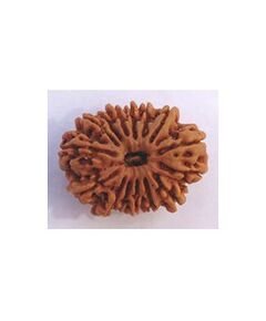 Fifteen mukhi collector