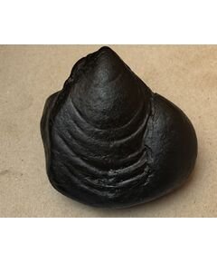 Shree Shatimata Sri maheshwori Shaligram