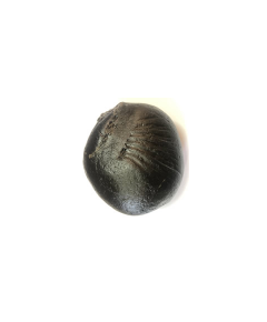 Shree Vishnu Siddha paduka shaligram