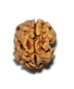 Two mukhi Deharadun