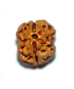 Nepali Two mukhi