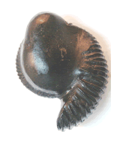 Shree Varaha Shaligram