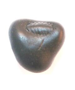 Shree Vamana Shaligram