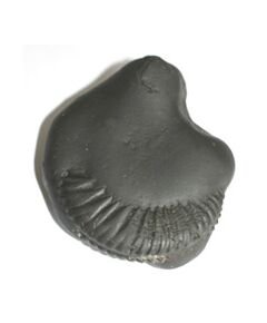 Shree Parshuram Shaligram