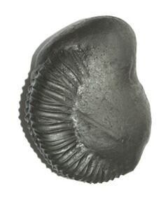 Shree Buddha Shaligram