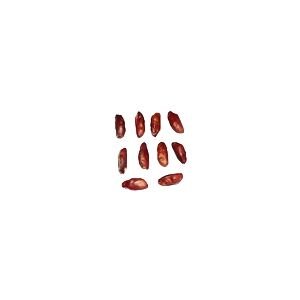 Rudraksha Seeds