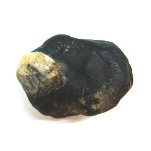 Shree YashodaNandan Krishna Shaligram