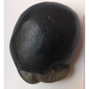 Shree Golden kurma Shaligram