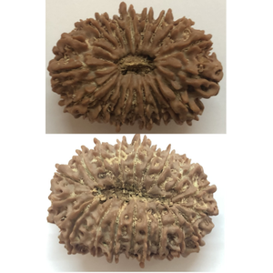 Twenty mukhi