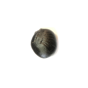 Shree Vishnu Siddha paduka shaligram