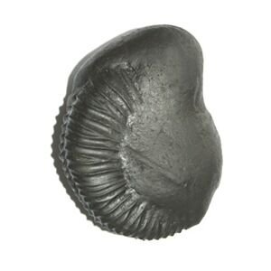 Shree Buddha Shaligram