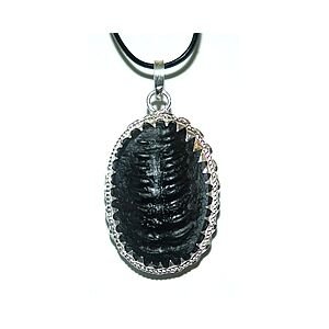 Shree Ekadasa Maharudra Vishnu Shaligram