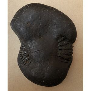 Shree Kedarnath LakshmiDeva Shaligram