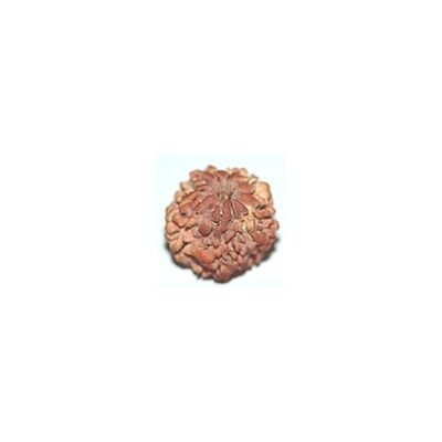 Nirakar rudraksha