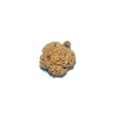 Nirakar Ganesh Rudraksha