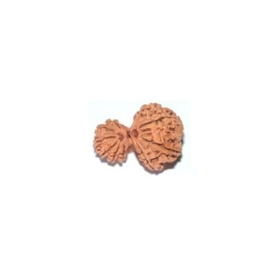 Gauri ganesh rudraksha