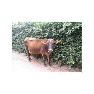 Single Cow Donation