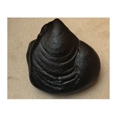 Shree Shatimata Sri maheshwori Shaligram