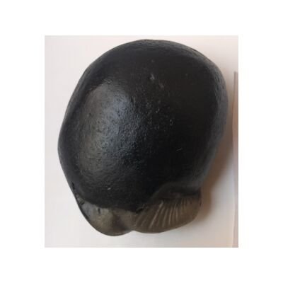 Shree Golden kurma Shaligram