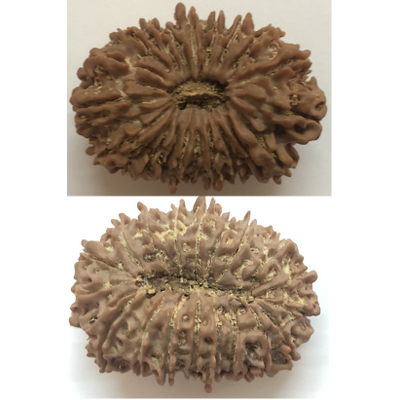 Twenty mukhi