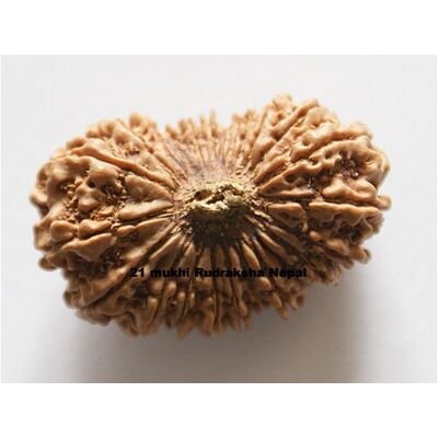Twenty One mukhi
