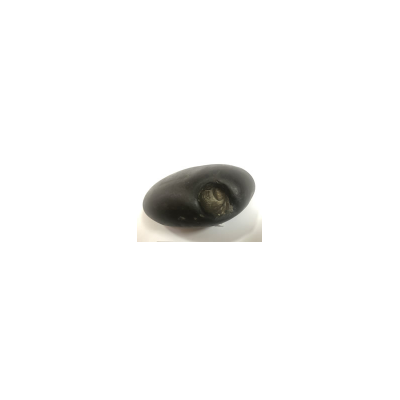 Shree Golden ShivadootiSundarimahalakshmi Vishnu Shaligram