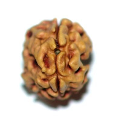 Two mukhi Deharadun