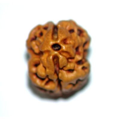 Nepali Two mukhi