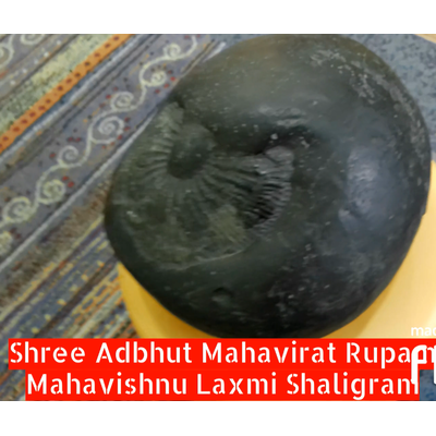 Largest Shaligram shila