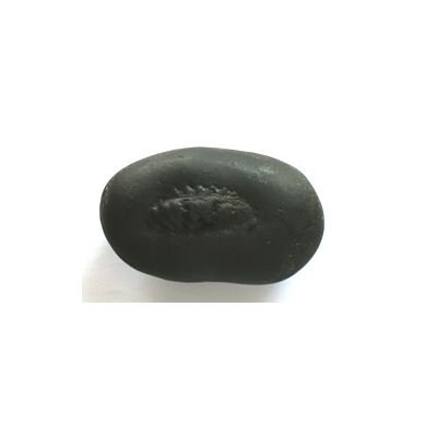 Shree Kurma Shaligram